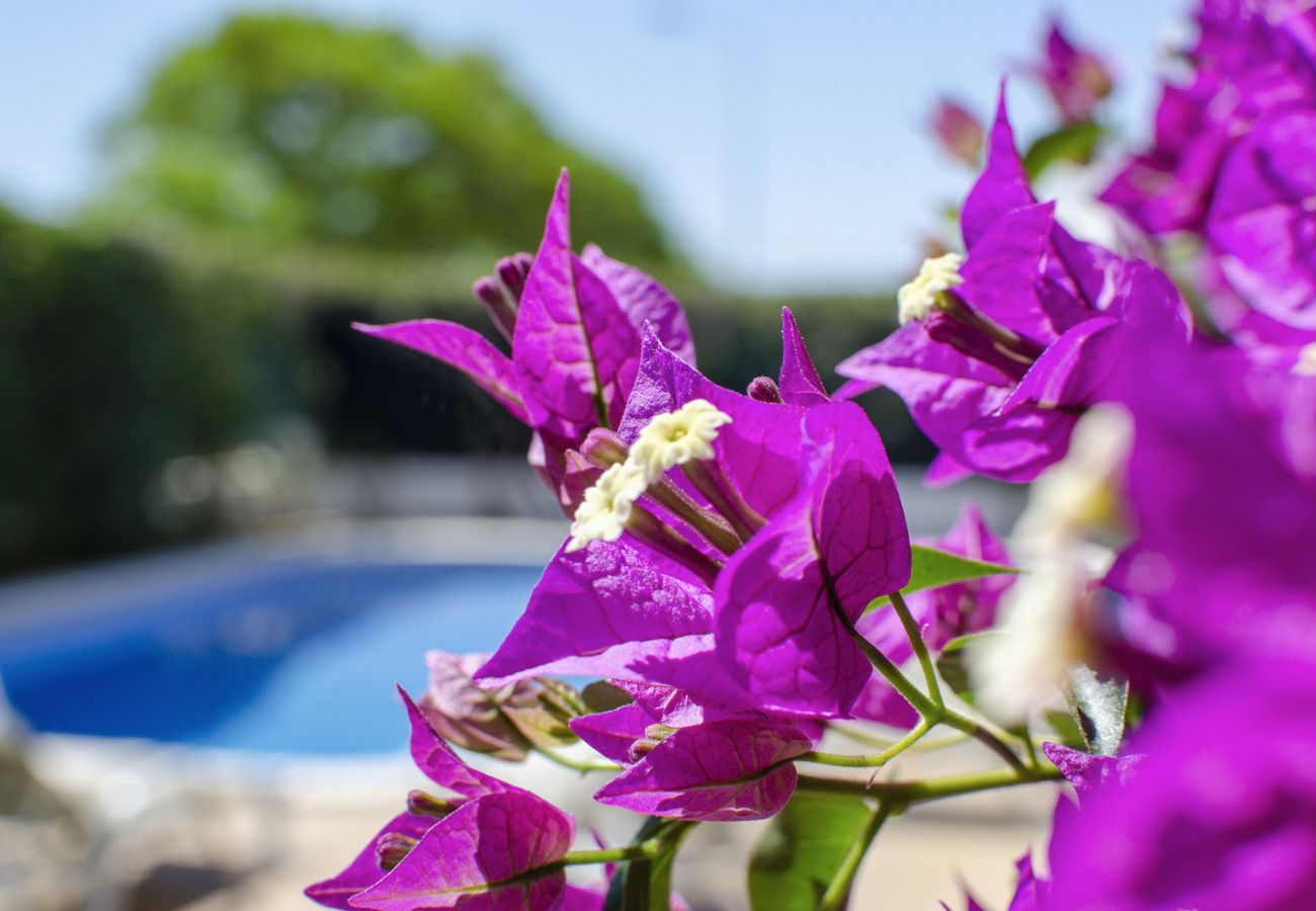 Villa en Albufeira - Villa Tulipa